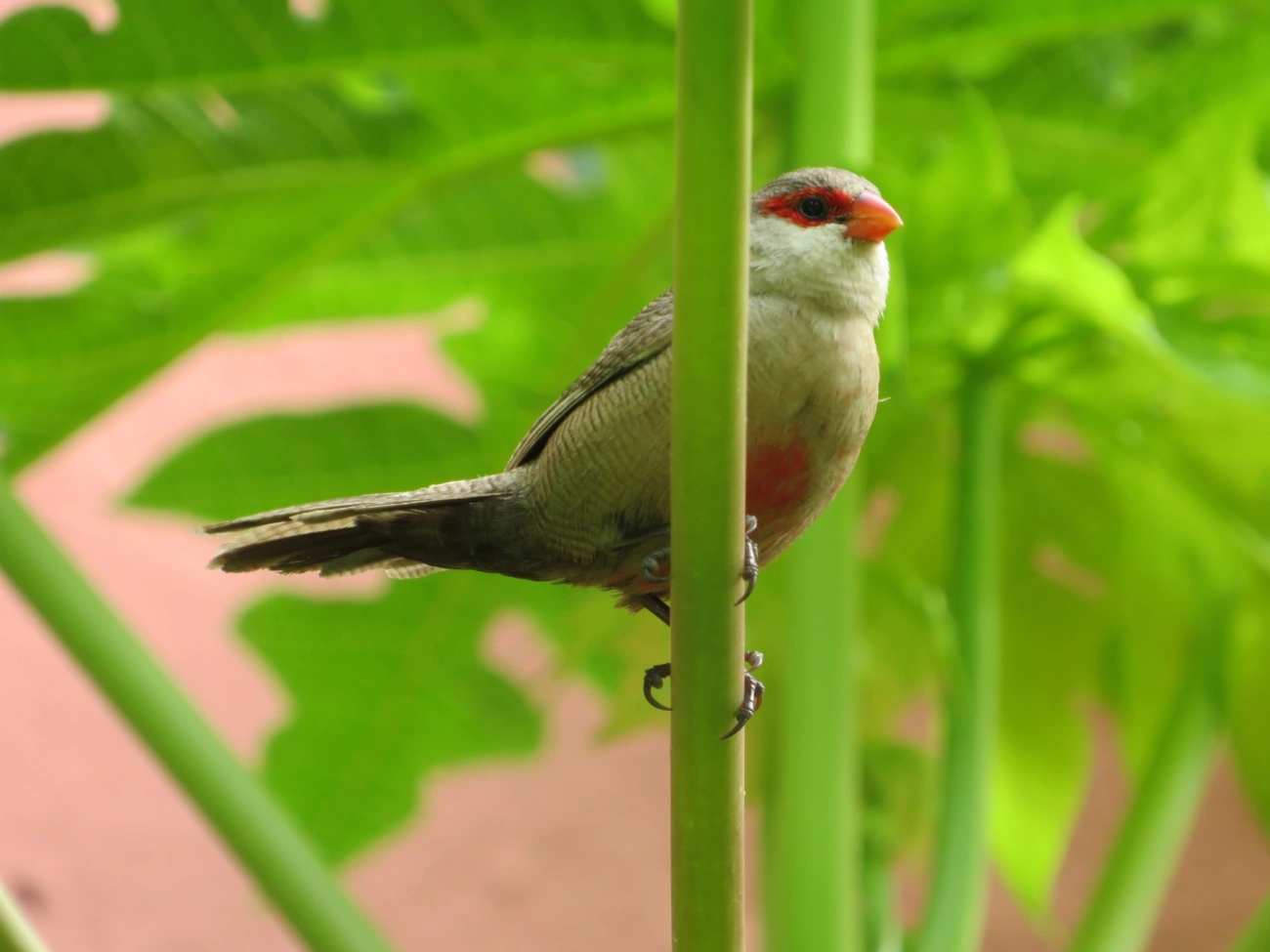 Bico-de-lacre (Estrilda astrild), aves, fotografado em Indaiá, Caraguatatuba