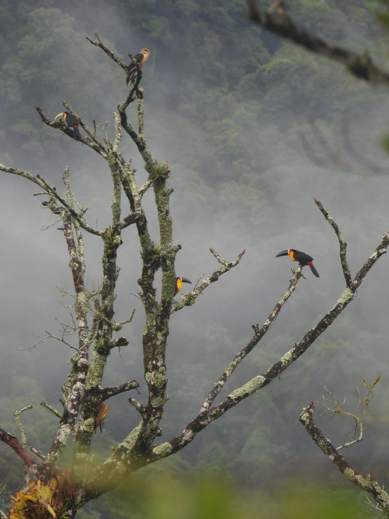 Tucano-de-ariel (Ramphastos vitellinus), aves, fotografado em Maresias, São Sebastião
