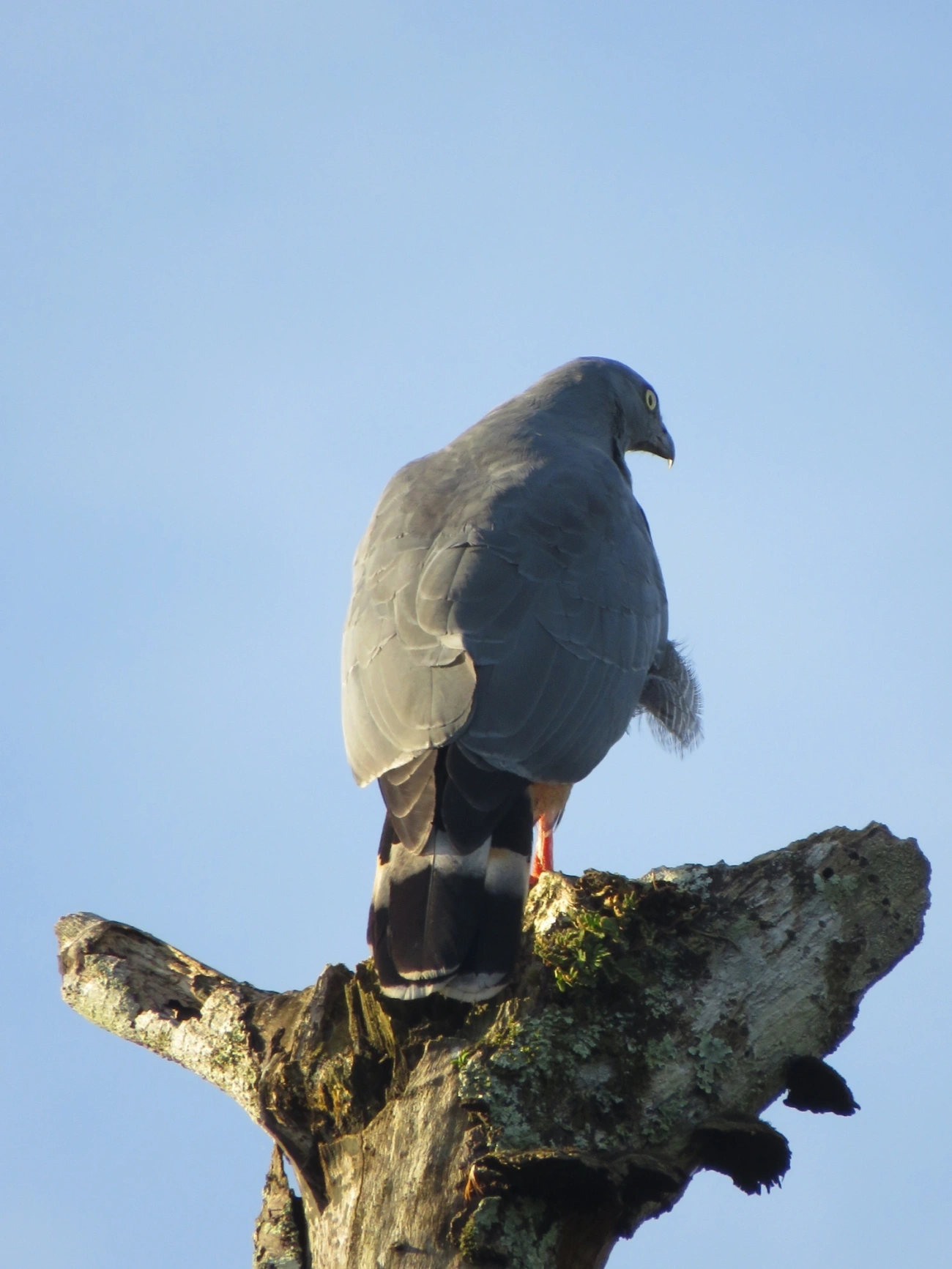 Gavião-pernilongo (Geranospiza caerulescens), aves, fotografado em Maresias, São Sebastião