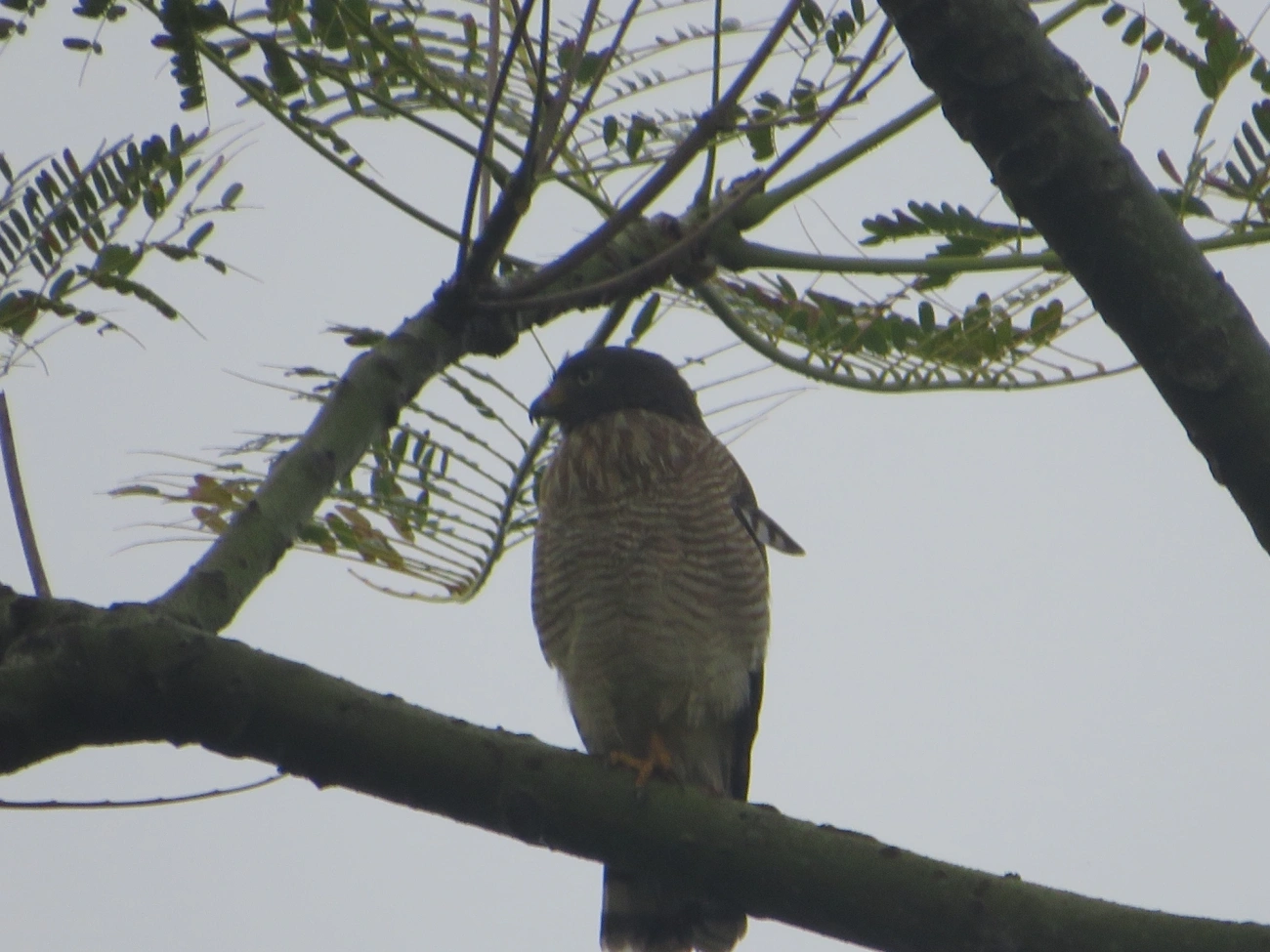 Gavião-carijó (Rupornis magnirostris), aves, fotografado em Maresias, São Sebastião