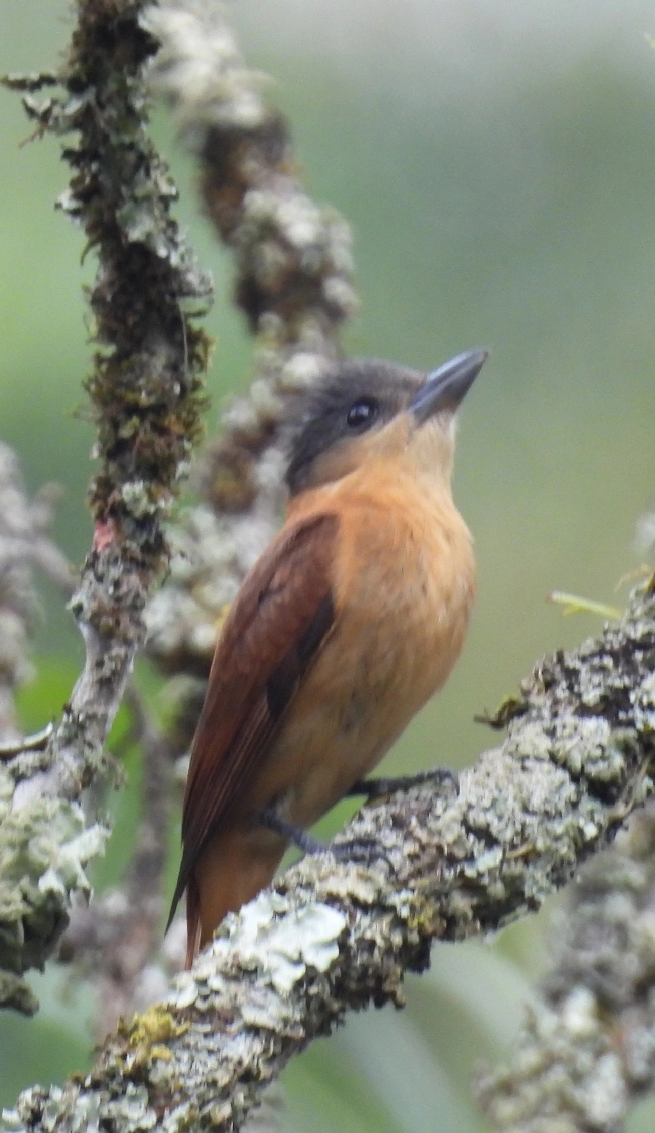 Caneleiro-de-Chapéu-Preto (Pachyramphus validus), aves, fotografado em Santa Isabel