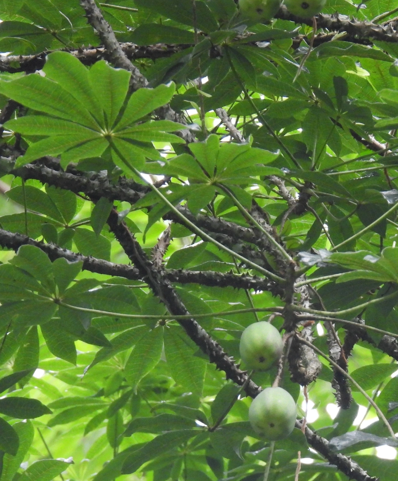 Jaracatiá (Jacaratia spinosa), plantas, fotografado em Boiçucanga, São Sebastião