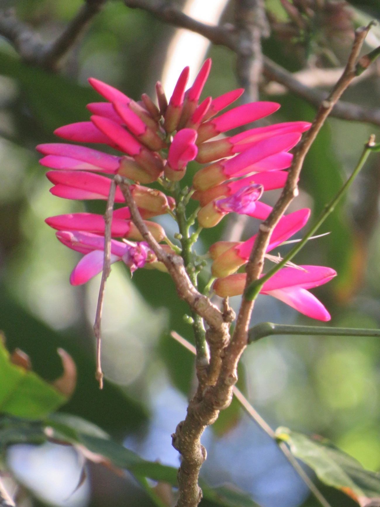 Dahlstedtia pinnata, plantas, fotografado em Maresias, São Sebastião
