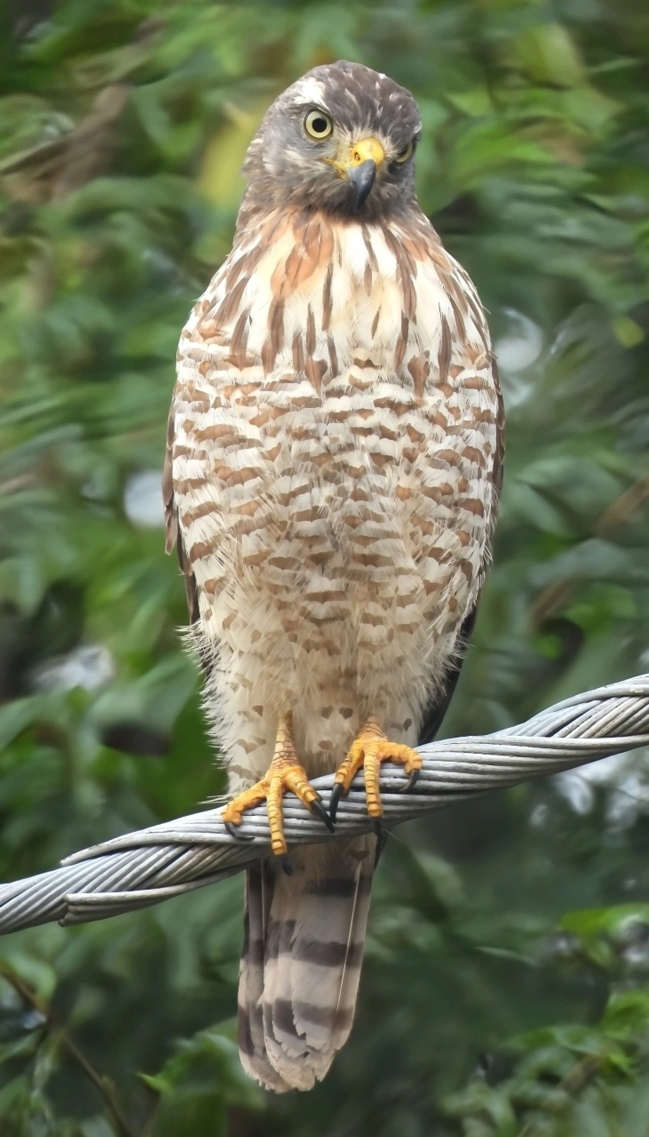 Gavião-carijó (Rupornis magnirostris), aves, fotografado em Maresias, São Sebastião