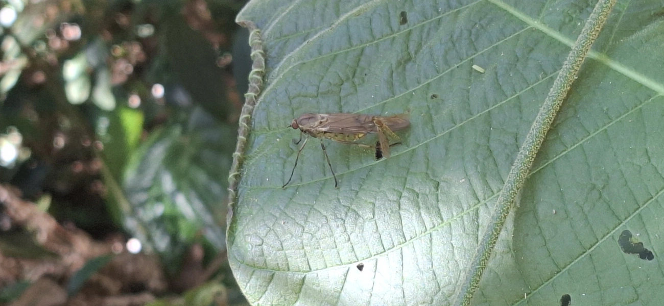 Chiromyza, insetos, fotografado em Pedra Selada