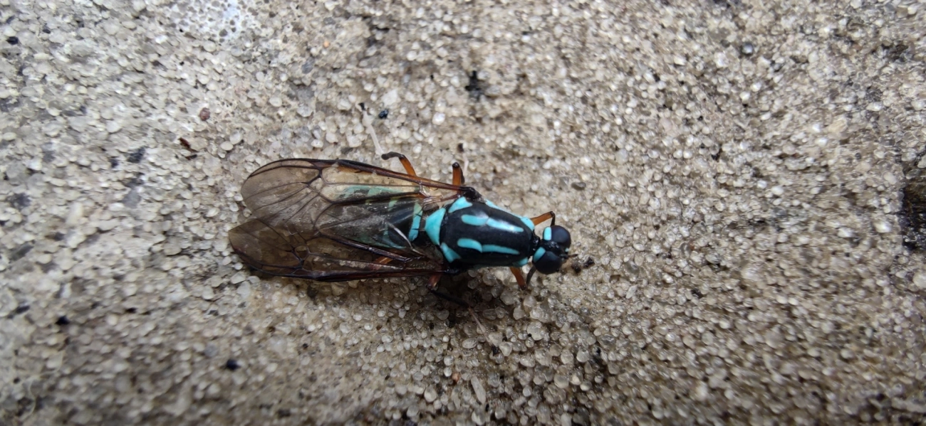 Mutuca (Raphiocera armata), insetos, fotografado em Ilhabela