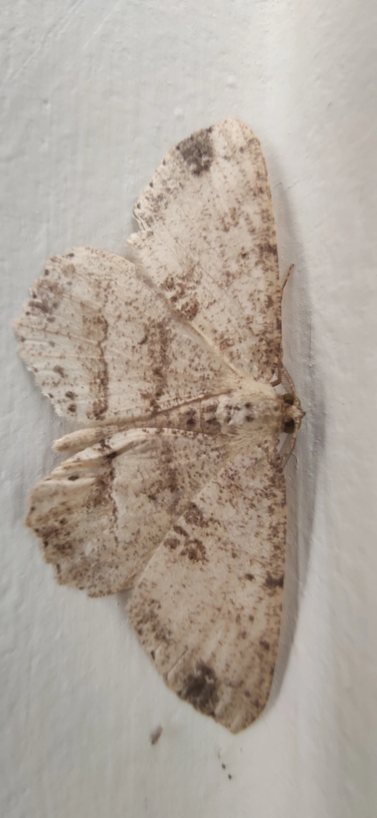 Melanolophia, insetos, fotografado em Maresias, São Sebastião