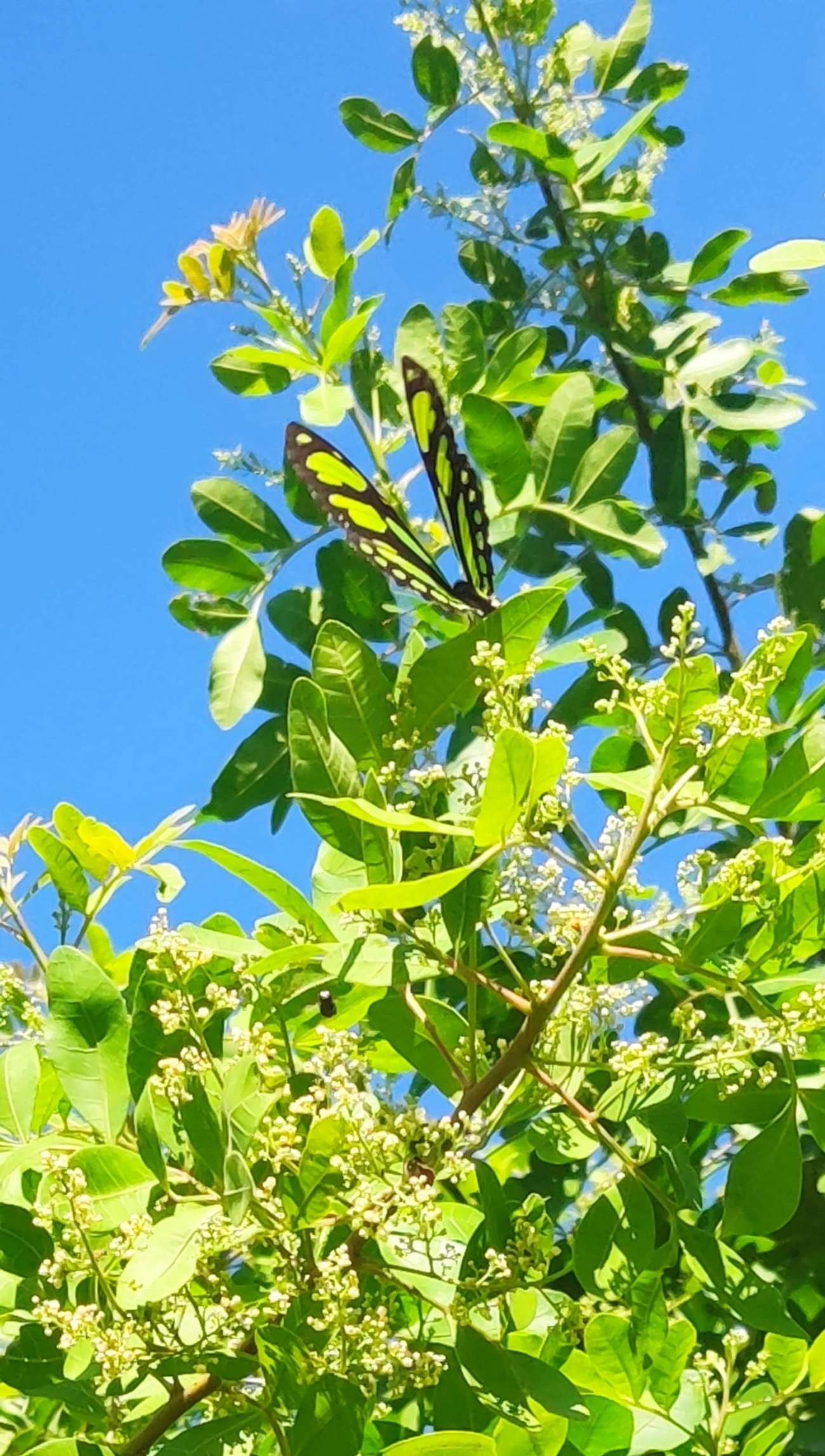 Borboleta-malaquita (Siproeta stelenes), insetos, fotografado em Maresias, São Sebastião