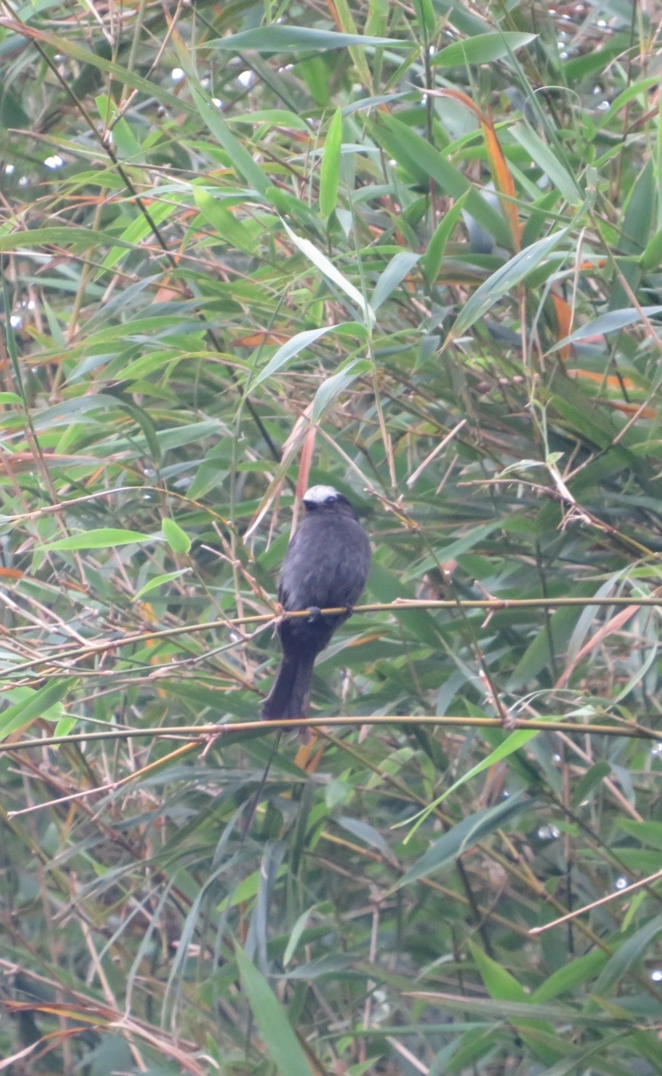 Viuvinha (Colonia colonus), aves, fotografado em Maresias, São Sebastião