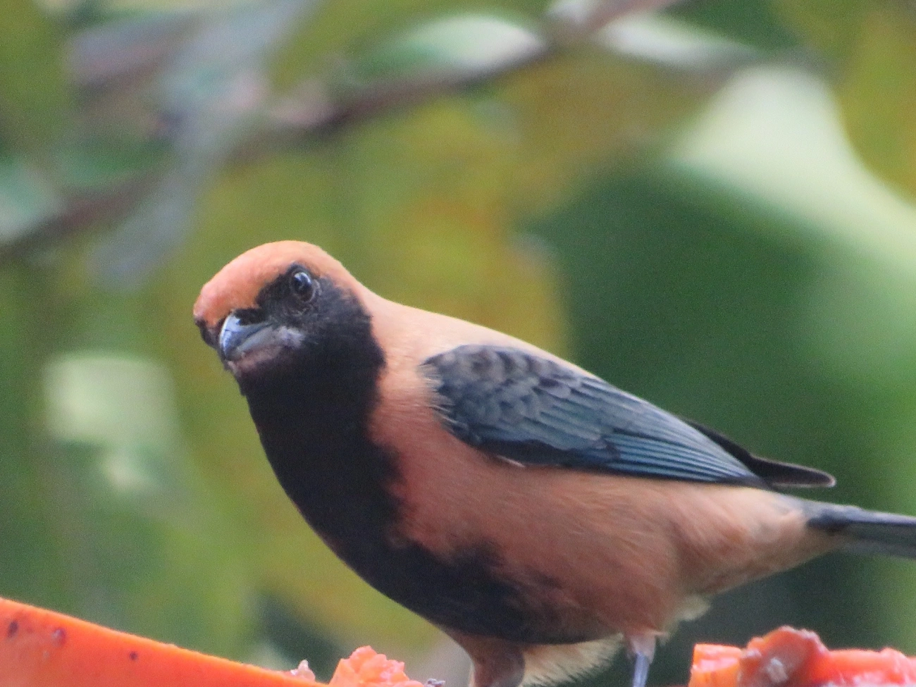 Saíra-amarela (Stilpnia cayana), aves, fotografado em Maresias, São Sebastião