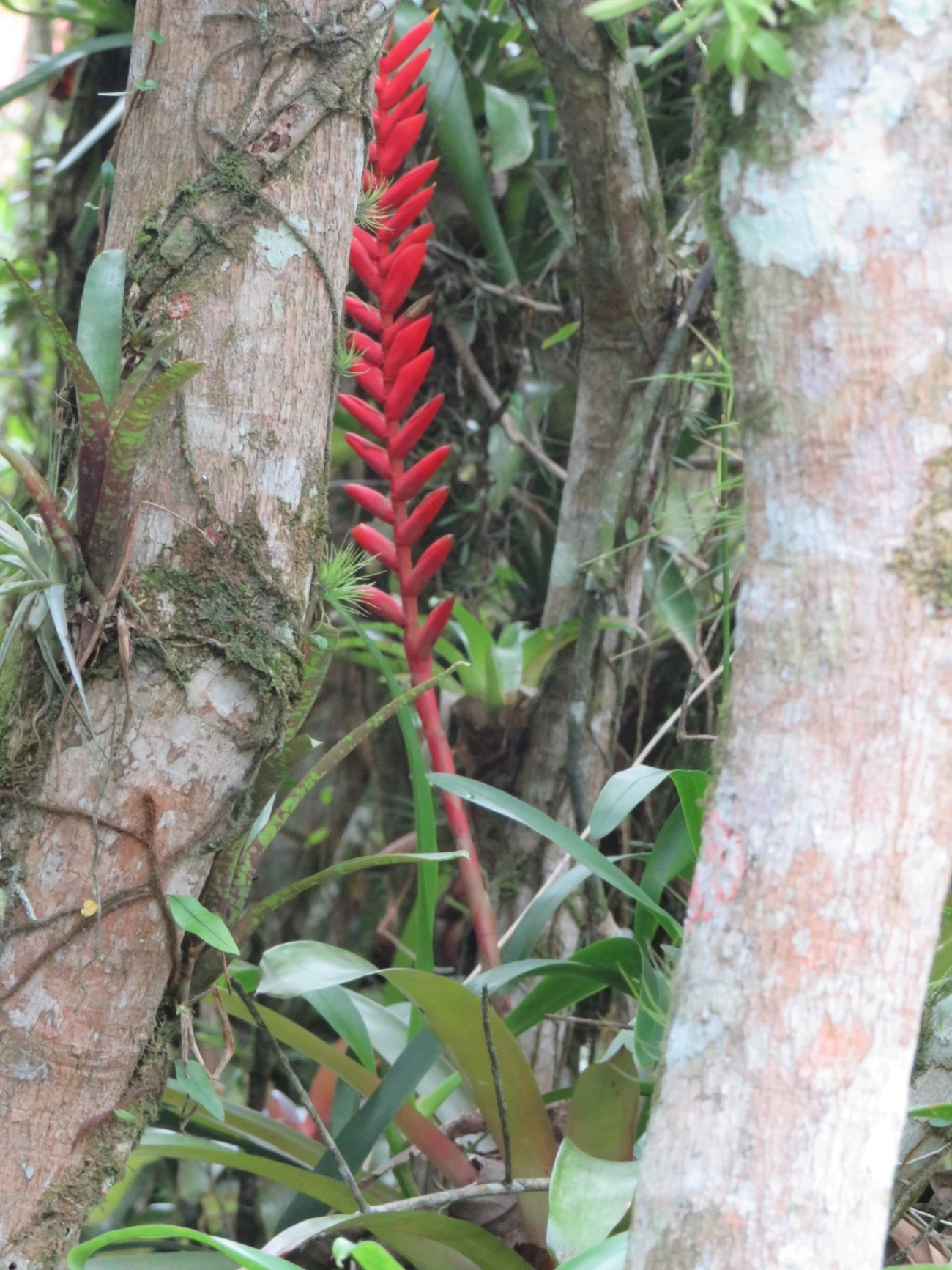 Gravatinha (Vriesea ensiformis), plantas, fotografado em Maresias, São Sebastião