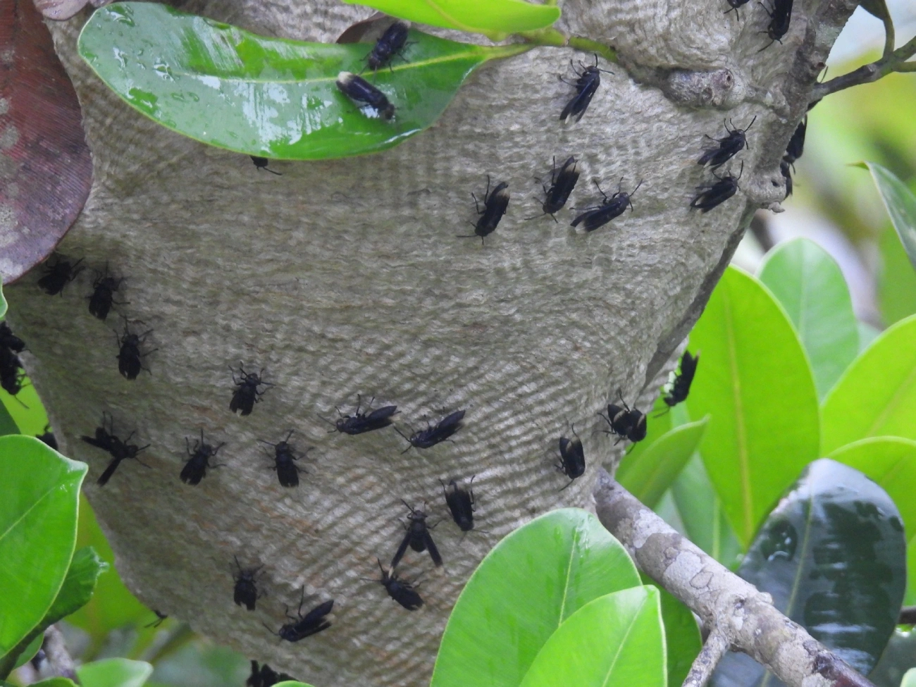 Marimbondo asa-branca (Parachartergus), insetos, fotografado em Bertioga