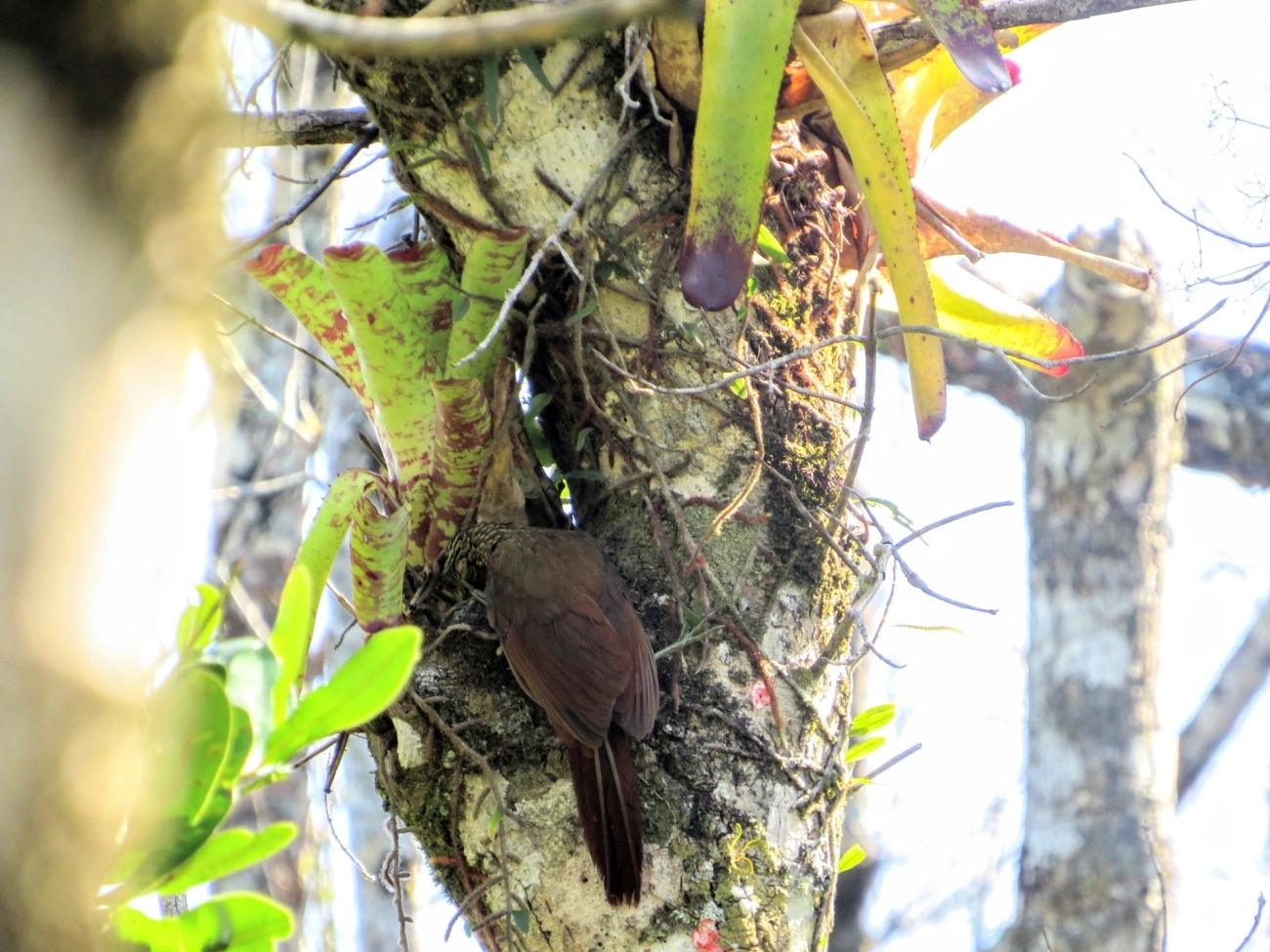 Arapaçu-de-garganta-branca (Xiphocolaptes albicollis), aves, fotografado em Maresias, São Sebastião