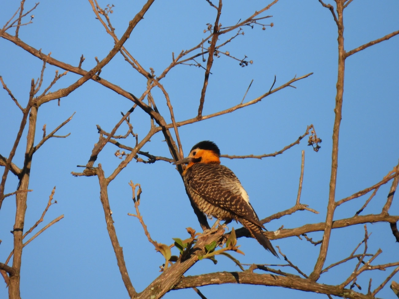 Pica-pau-do-campo (Colaptes campestris), aves, fotografado em Cunha