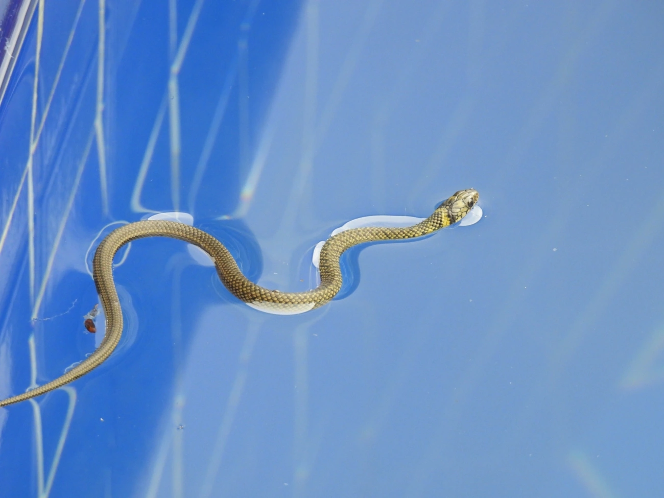 Cobra-d’água-comum (Erythrolamprus miliaris), répteis, fotografado em Maresias, São Sebastião