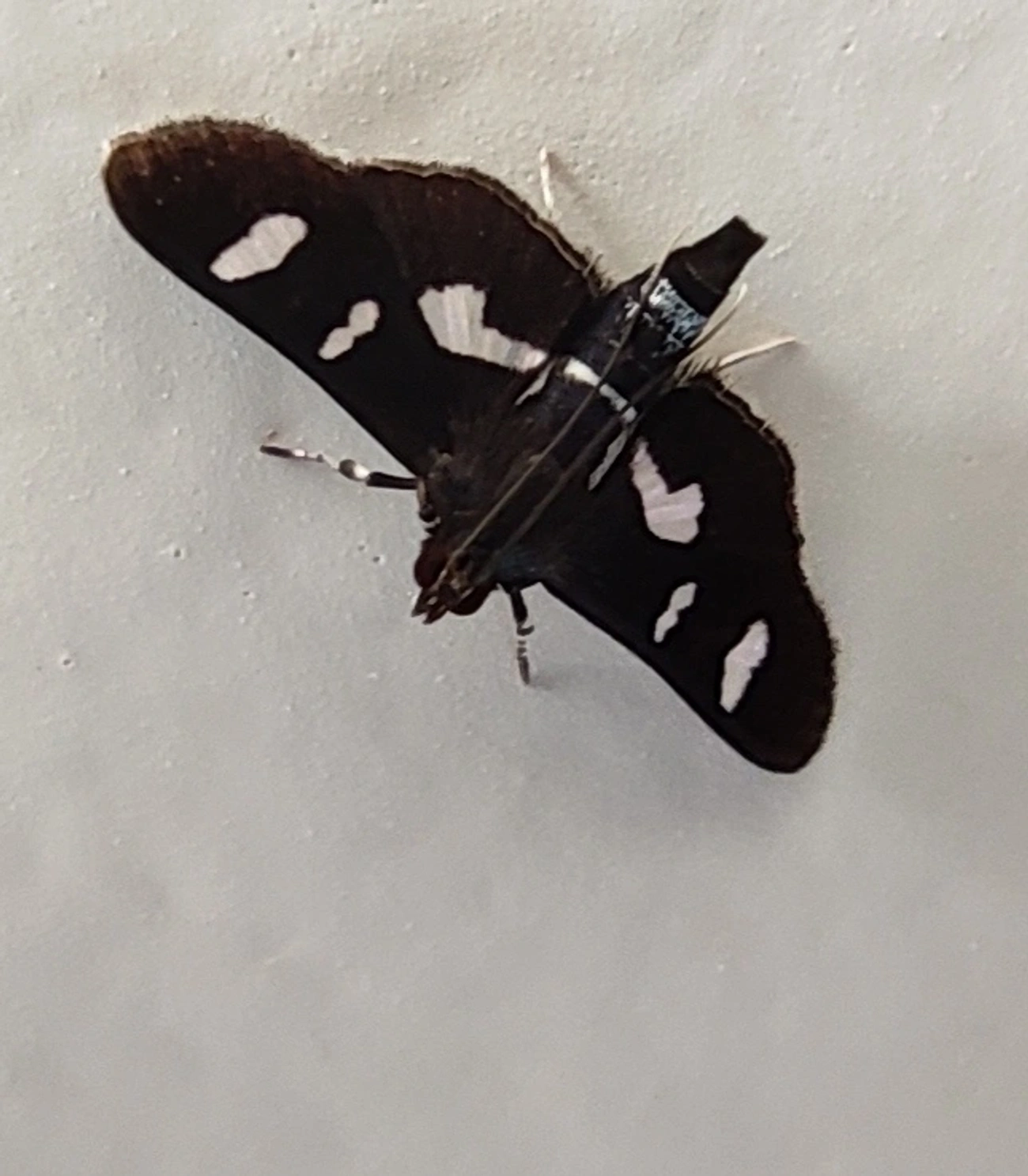 Desmia, insetos, fotografado em Maresias, São Sebastião
