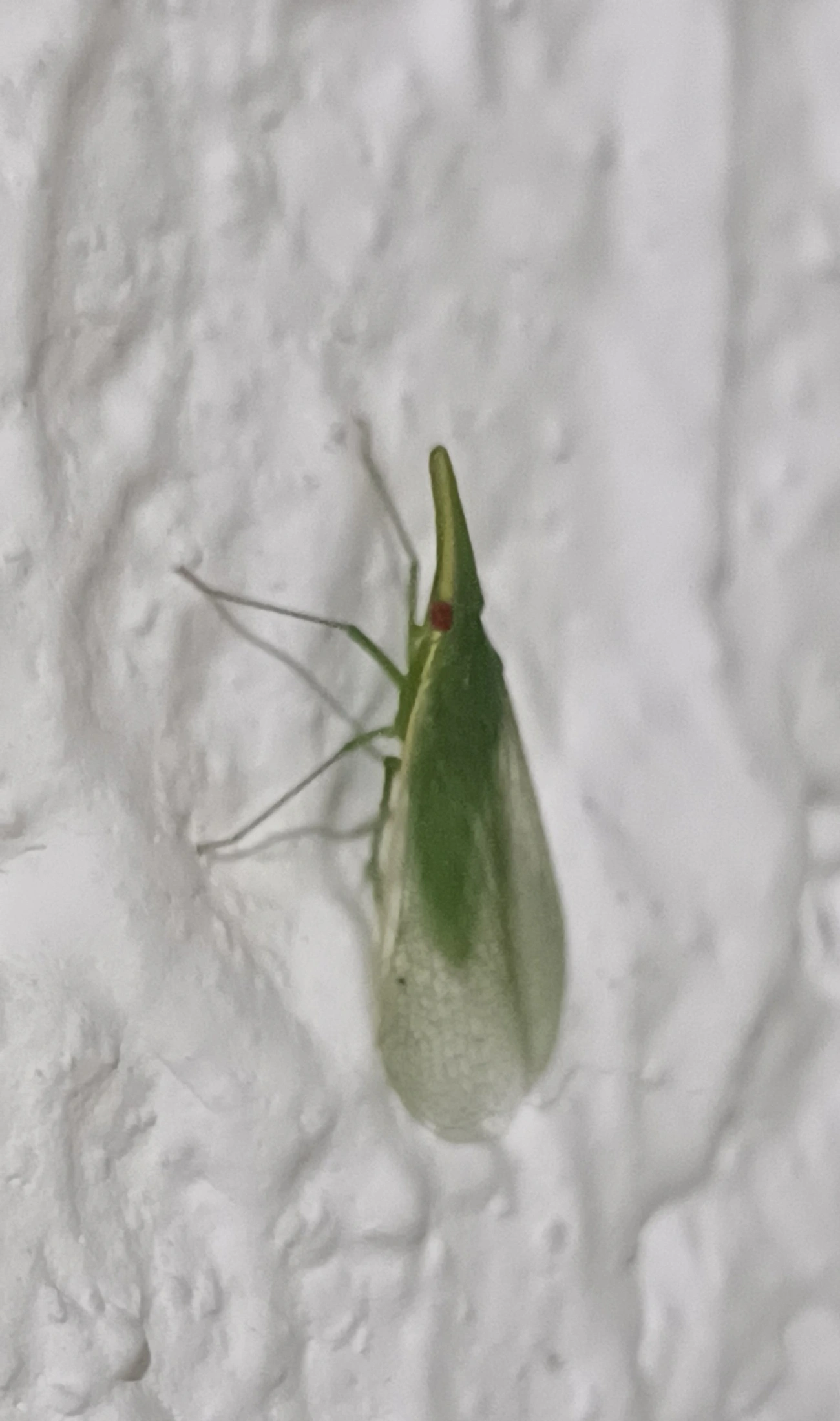 Cigarras (Auchenorrhyncha), insetos, fotografado em Guarulhos