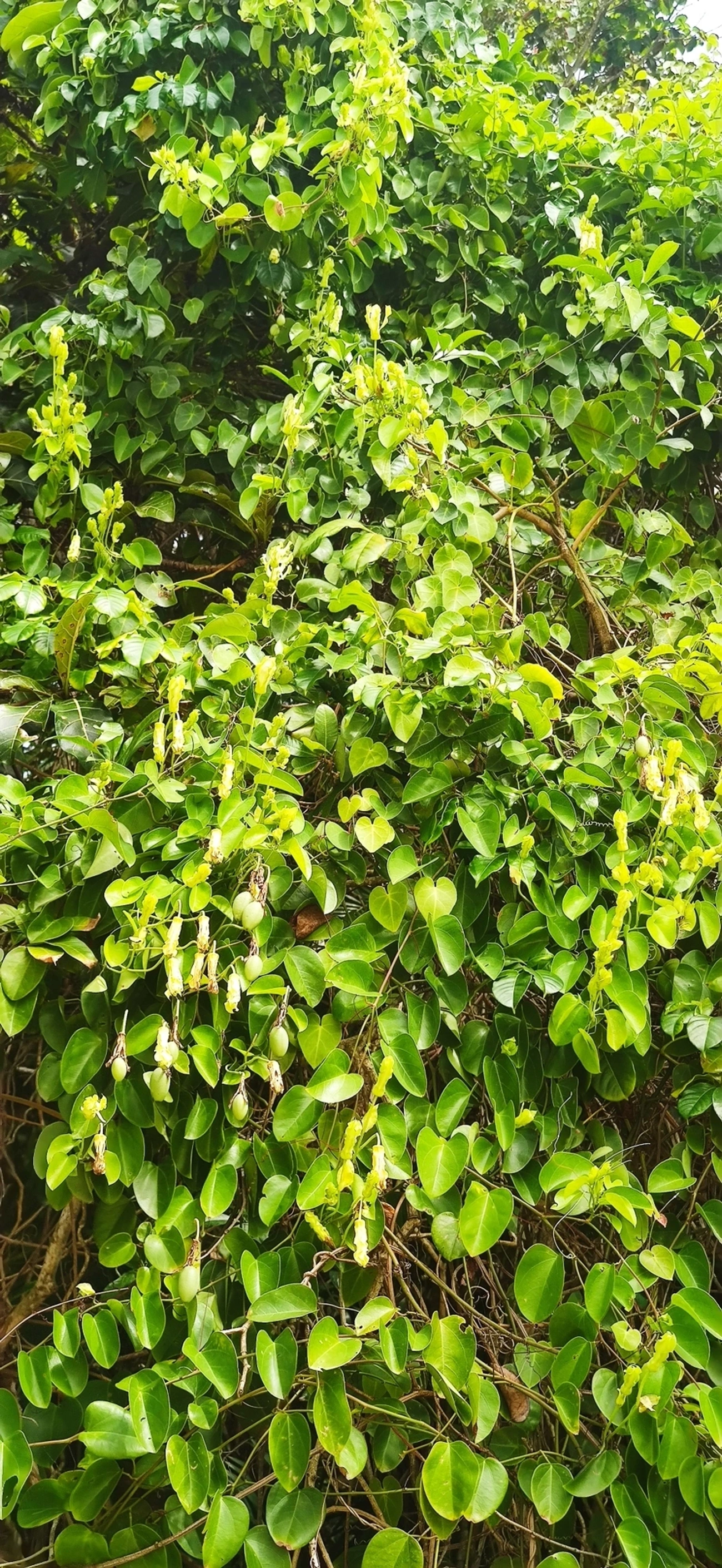 Maracujá-de-restinga (Passiflora mucronata), plantas, fotografado em Maresias, São Sebastião