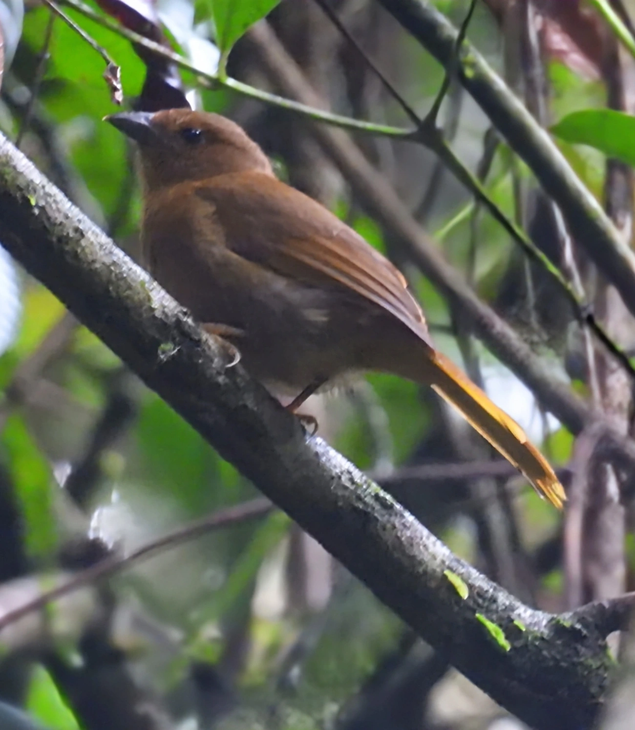 Tiê-de-bando (Habia rubica), aves, fotografado em Maresias, São Sebastião