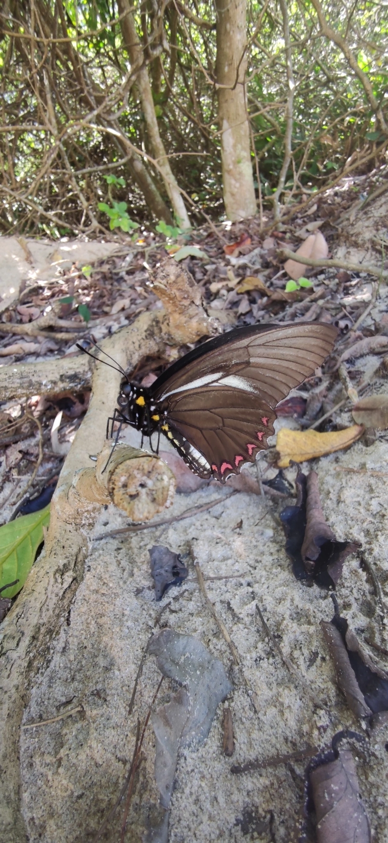 Rabo-de-andorinha-crassus (Battus crassus), insetos, fotografado em Maresias, São Sebastião