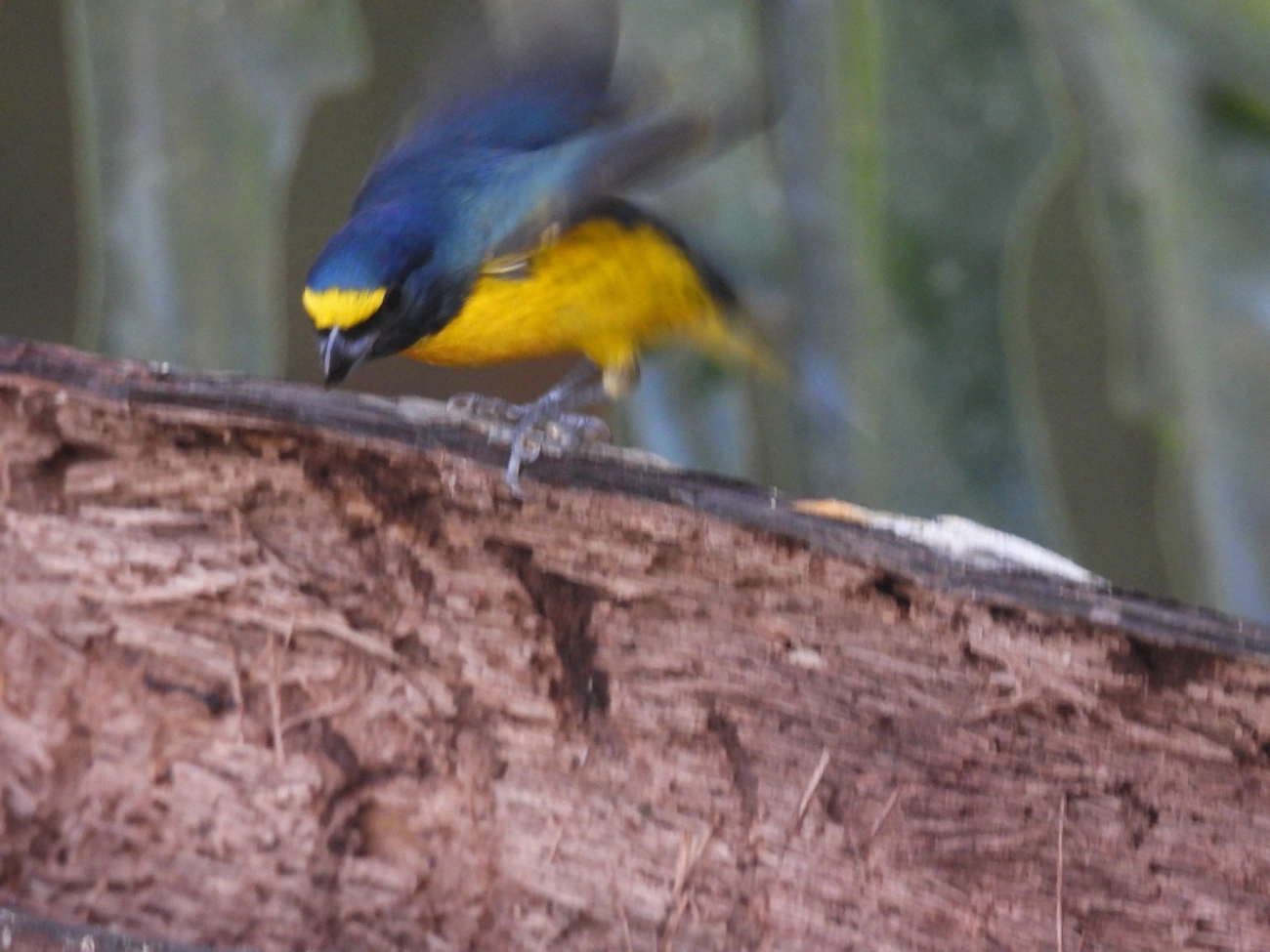 Cais-cais (Euphonia chalybea), aves, fotografado em Cananéia