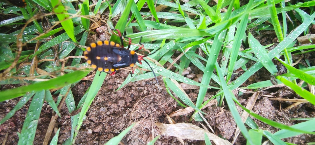 Spartocera, insetos, fotografado em Maresias, São Sebastião