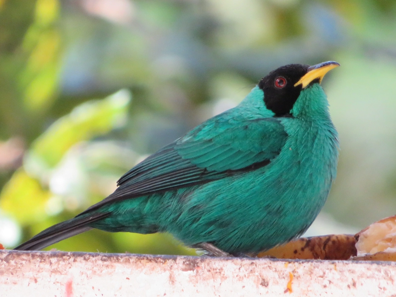 Saí-verde (Chlorophanes spiza), aves, fotografado em Maresias, São Sebastião