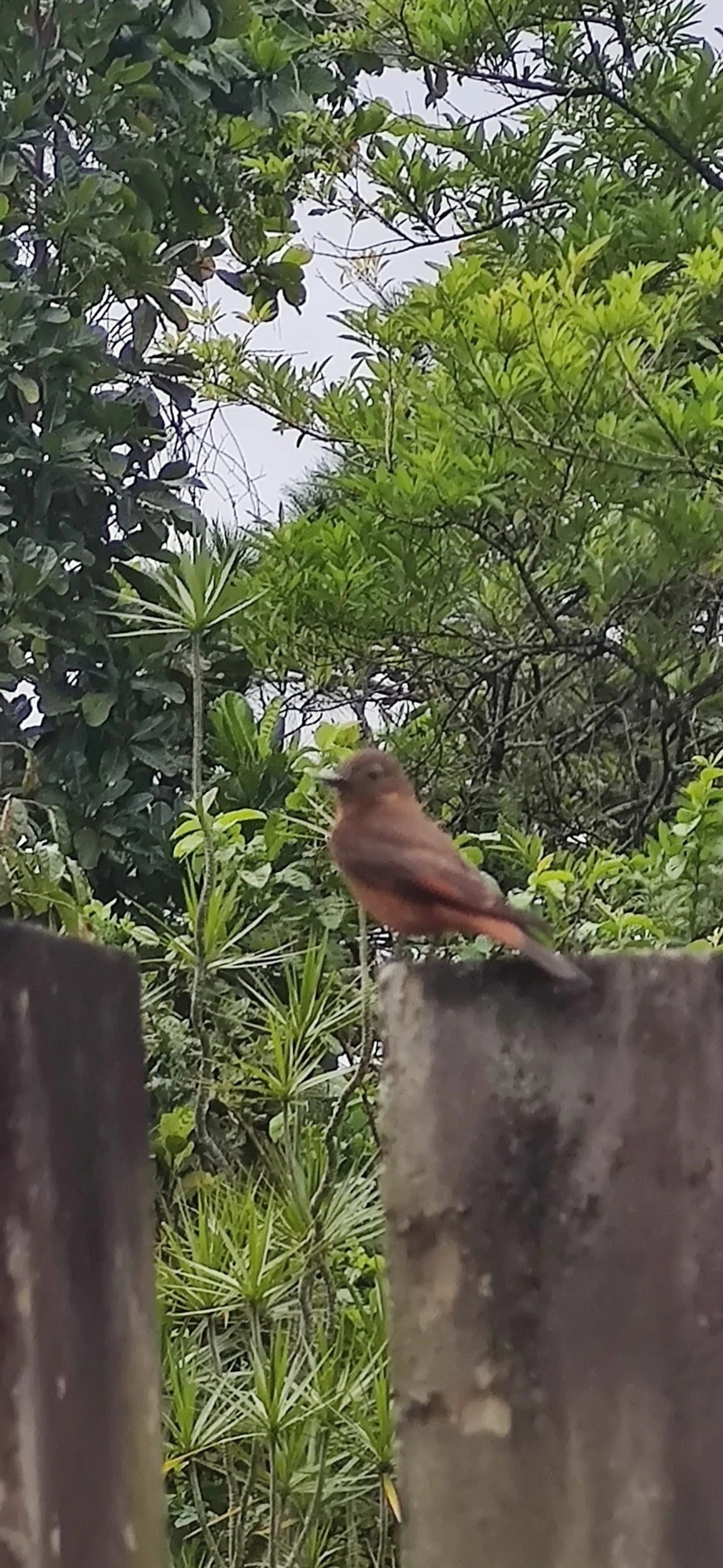 Gibão-de-couro (Hirundinea ferruginea), aves, fotografado em Maresias, São Sebastião