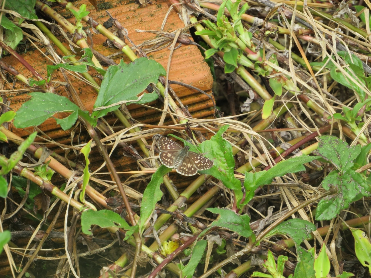Burnsius, insetos, fotografado em Maresias, São Sebastião