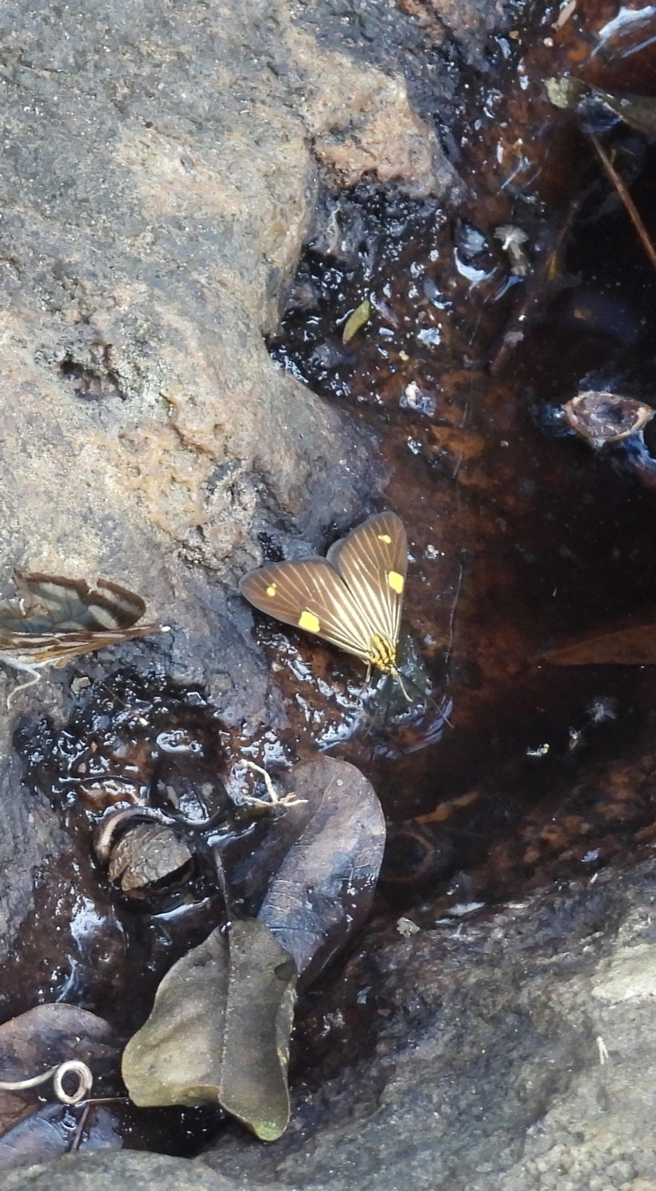 Phaeochlaena lampra, insetos, fotografado em Cabreúva