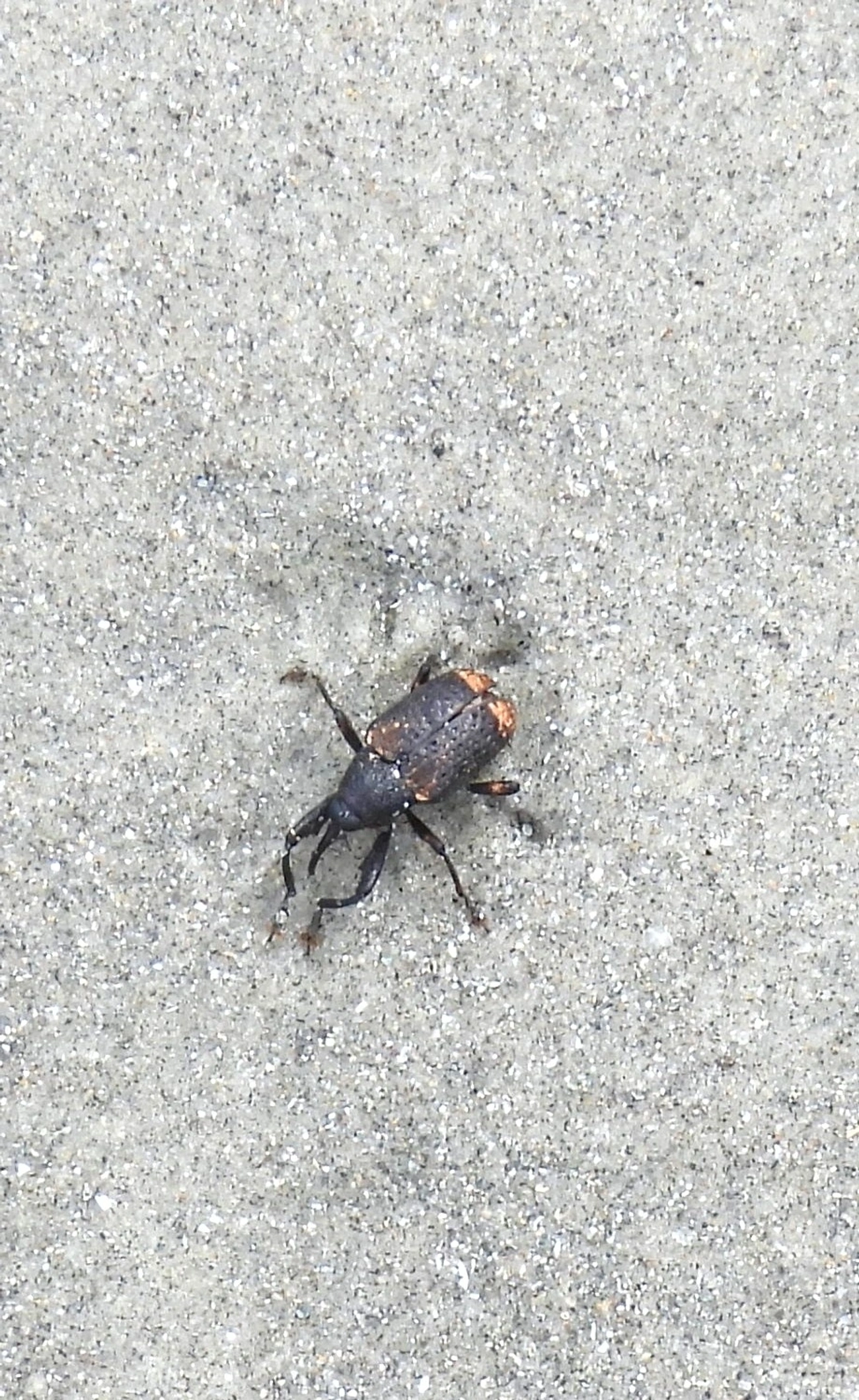 Cryptorhynchinae, insetos, fotografado em Maresias, São Sebastião