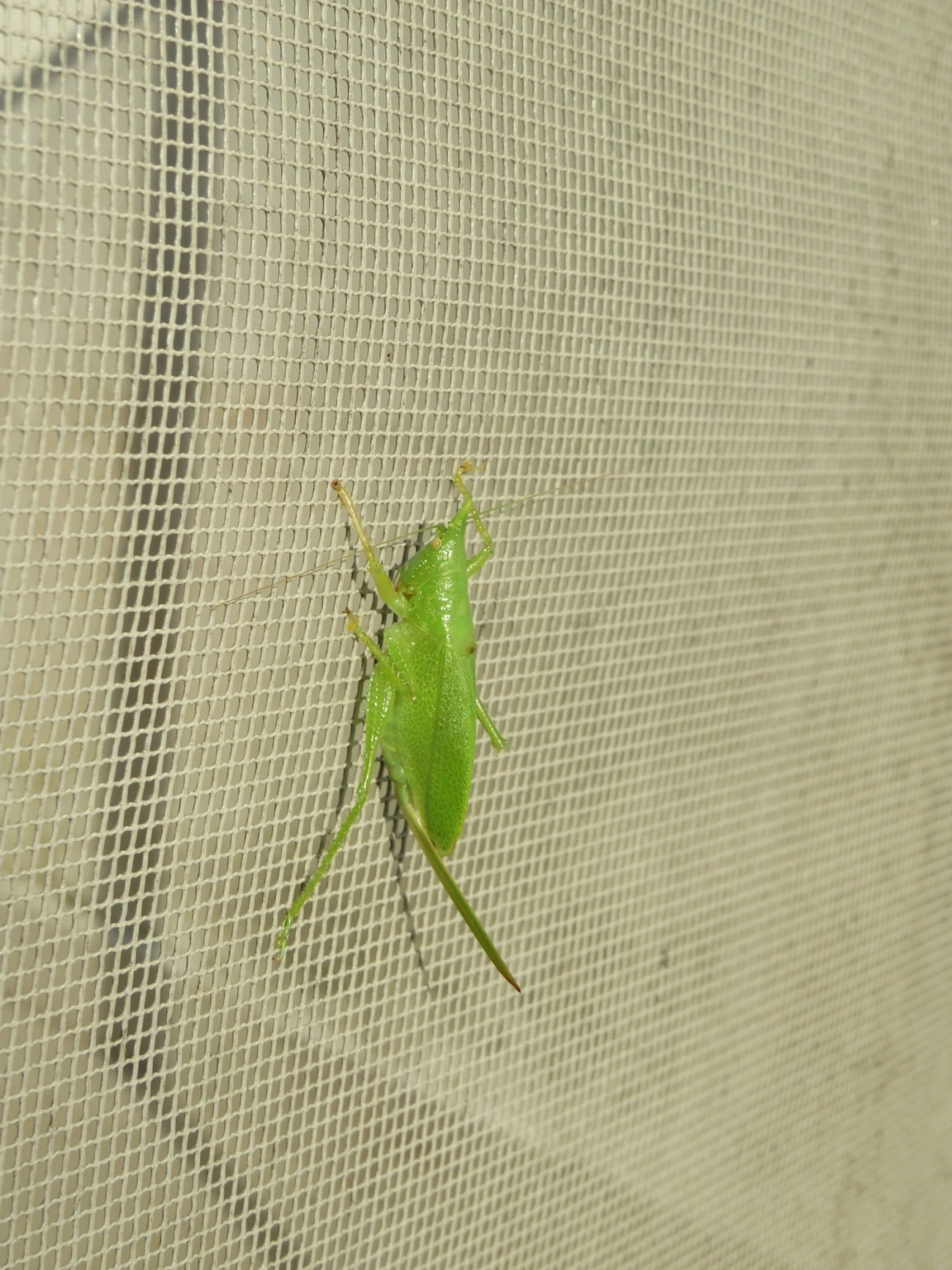 Esperança (Copiphora brachyptera), insetos, fotografado em Maresias, São Sebastião