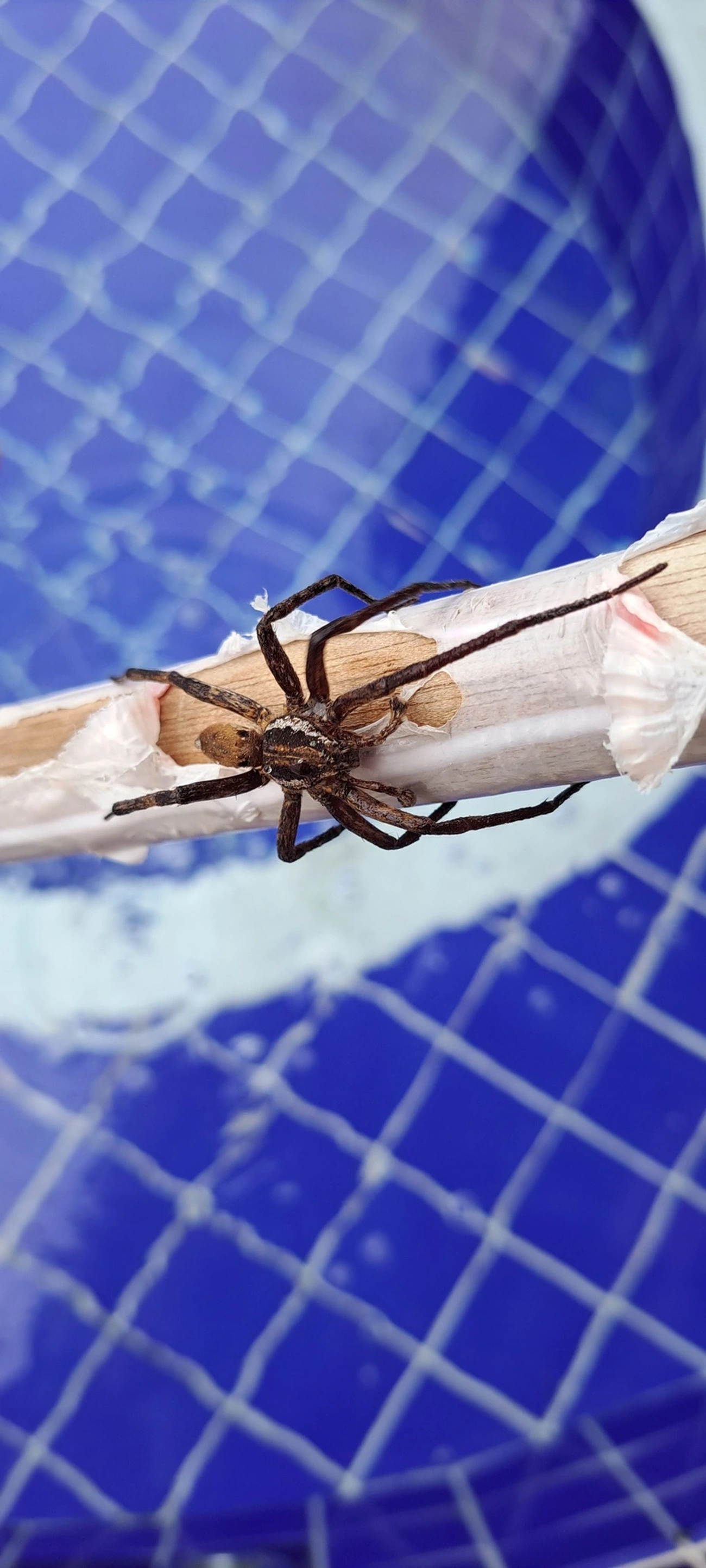 Ancylometes, aracnídeos, fotografado em Maresias, São Sebastião