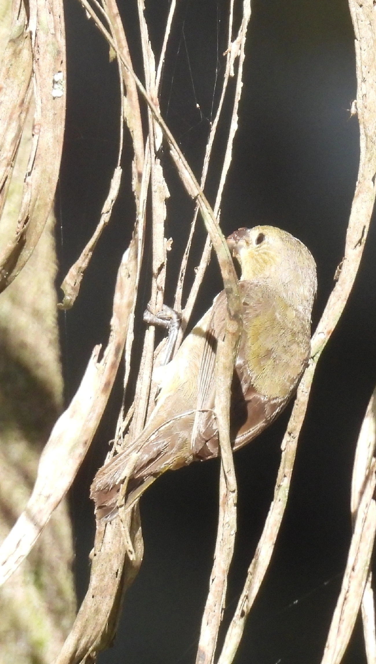 Pixoxó (Sporophila frontalis), aves, fotografado em São Sebastião