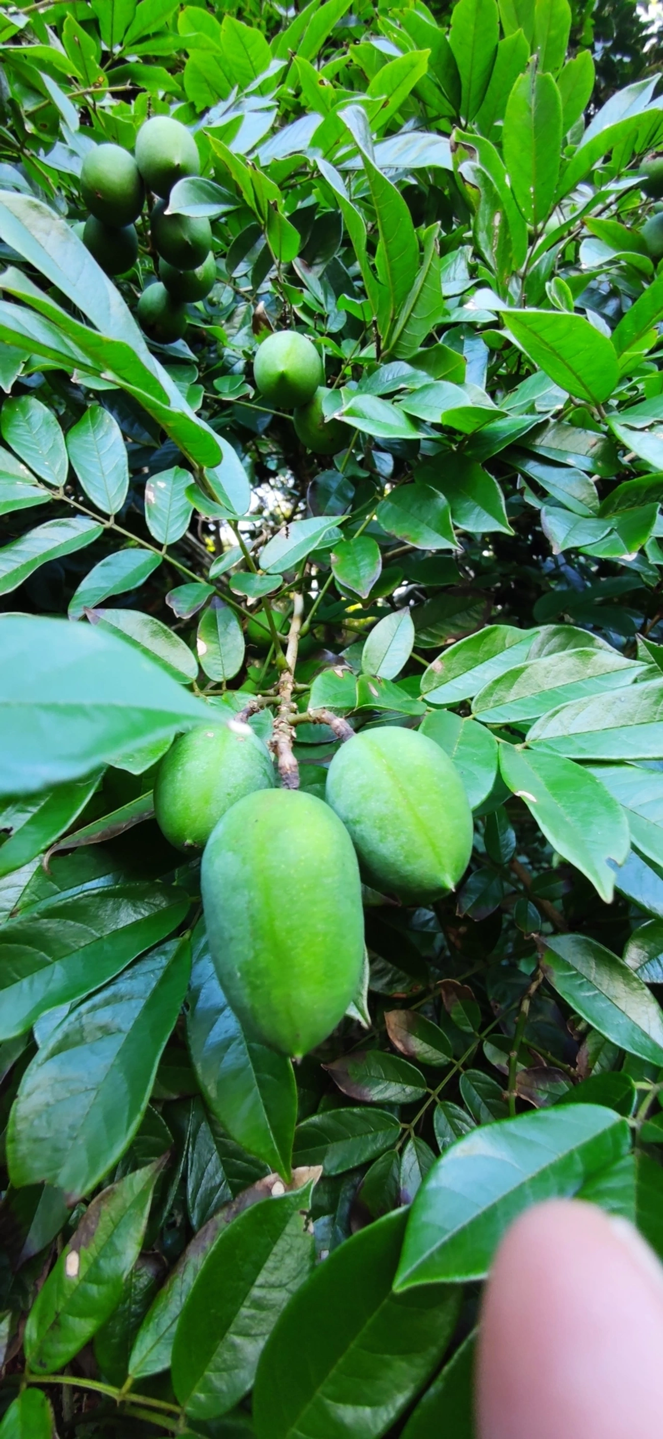 Plantas (Plantae), plantas, fotografado em Caraguatatuba