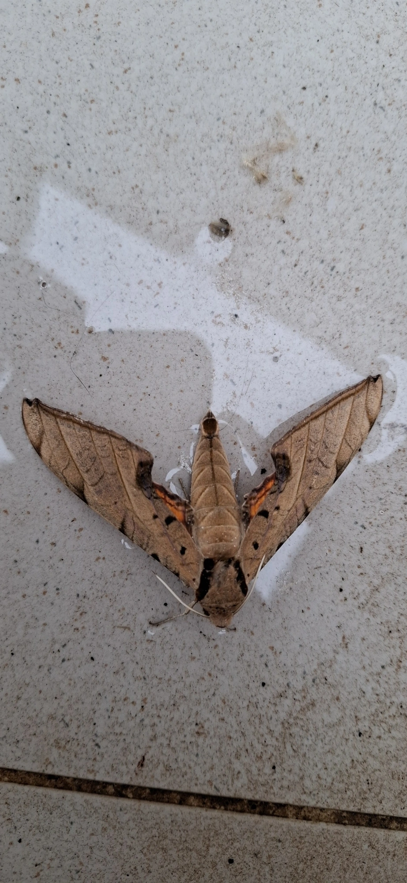Lagarta-das-Folhas (Protambulyx strigilis), insetos, fotografado em Maresias, São Sebastião