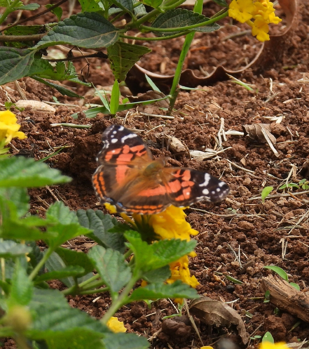 Dama-bandeada (Vanessa myrinna), insetos, fotografado em Bragança Paulista