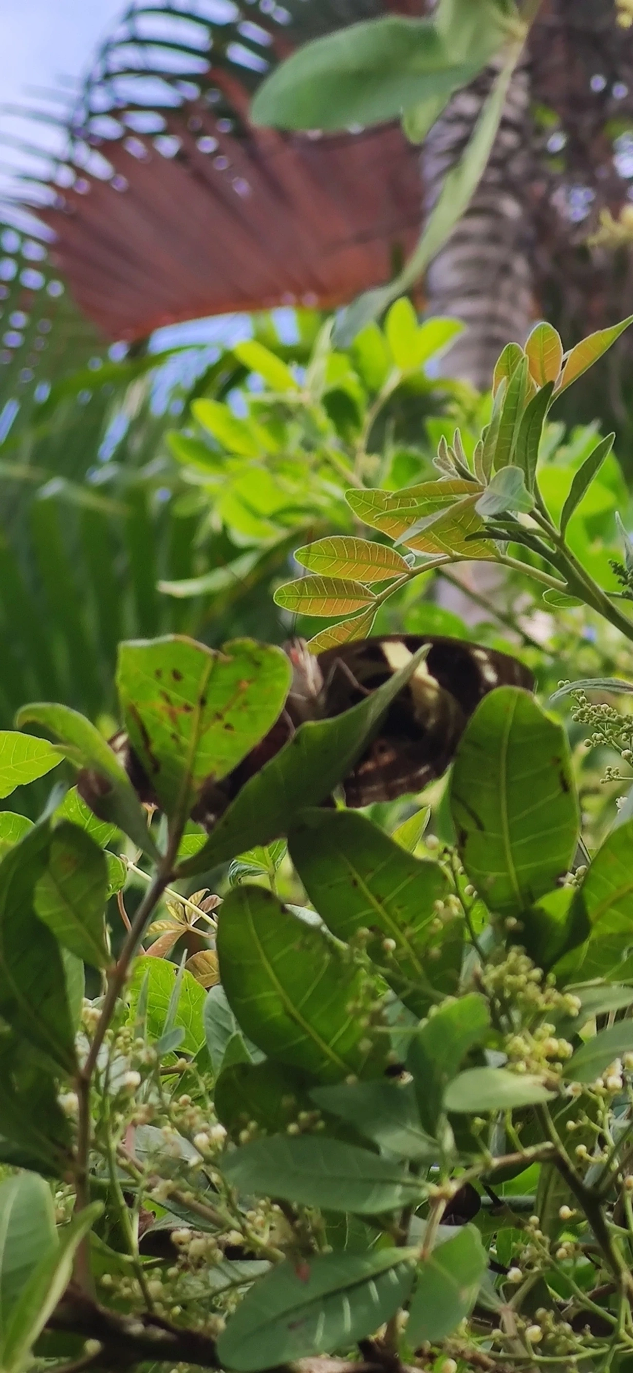 Catones (Catonephele), insetos, fotografado em Maresias, São Sebastião