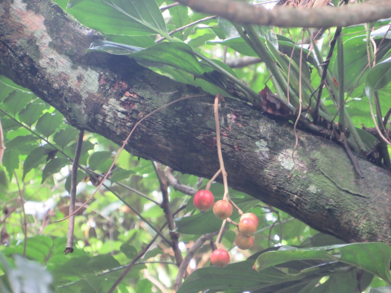 Canjerana (Cabralea canjerana), plantas, fotografado em Maresias, São Sebastião
