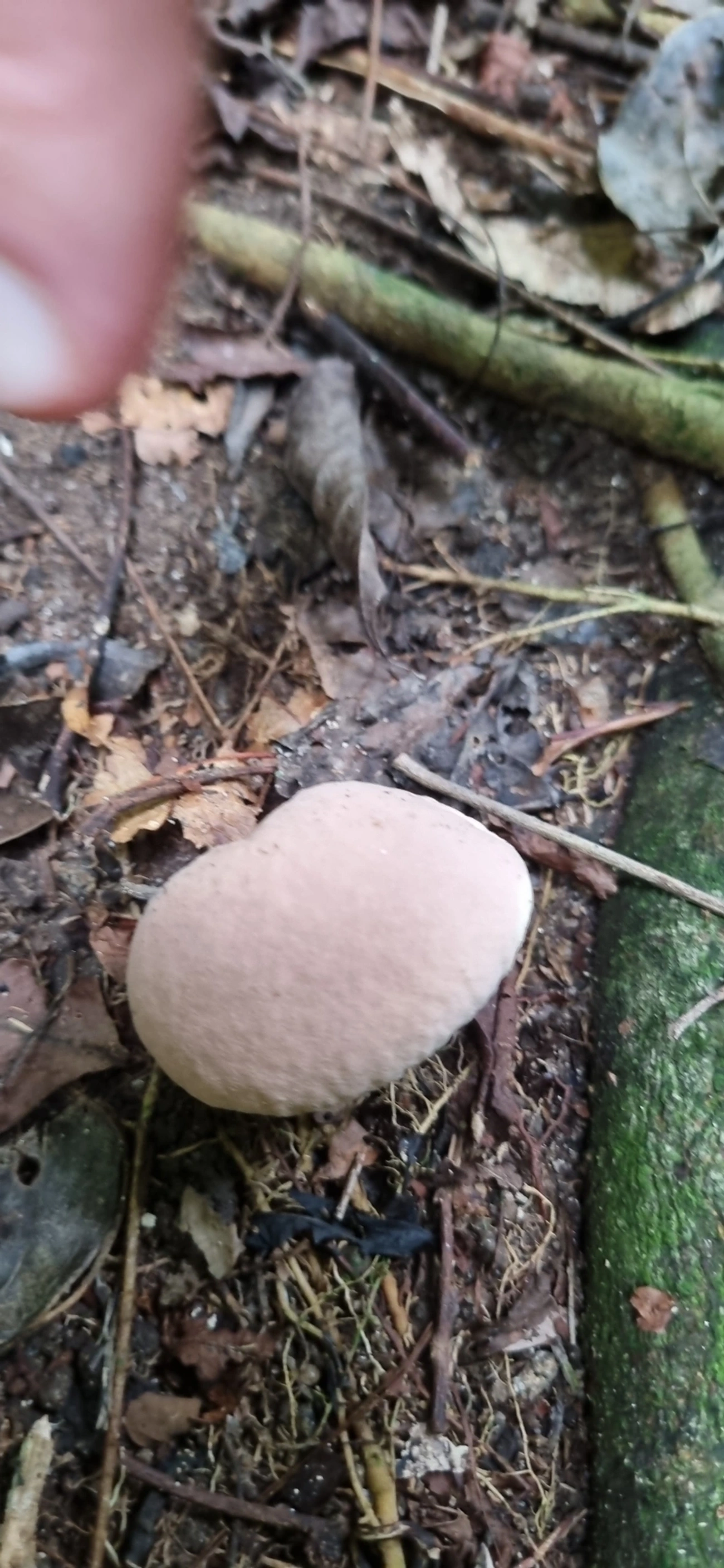 Lycoperdaceae, fungos, fotografado em Maresias, São Sebastião