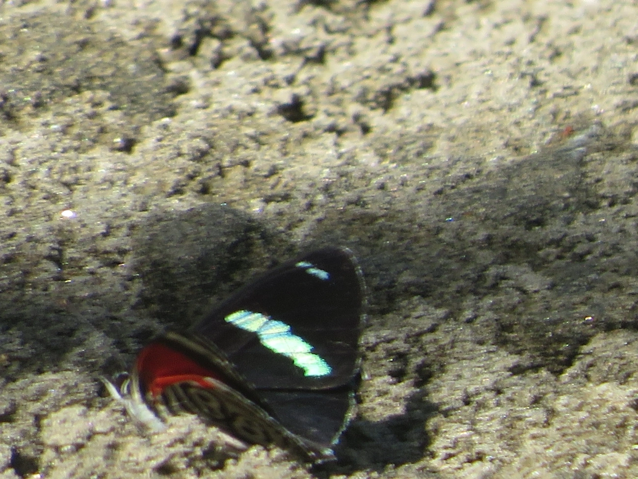 Borboleta-oitenta-e-oito (Diaethria clymena), insetos, fotografado em Maresias, São Sebastião