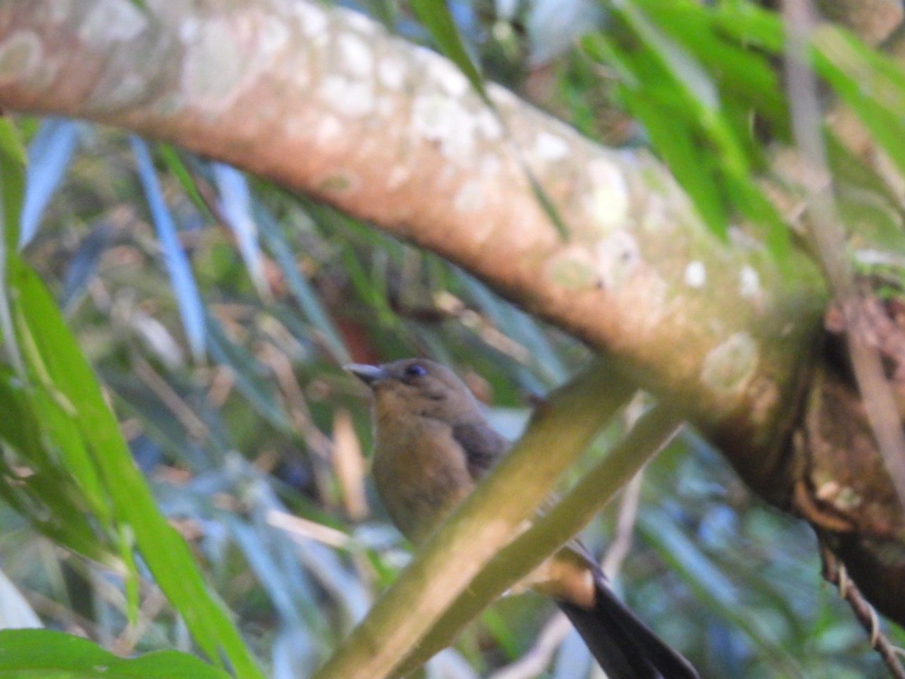 Tiê-de-topete (Trichothraupis melanops), aves, fotografado em Maromba, Visconde de Mauá