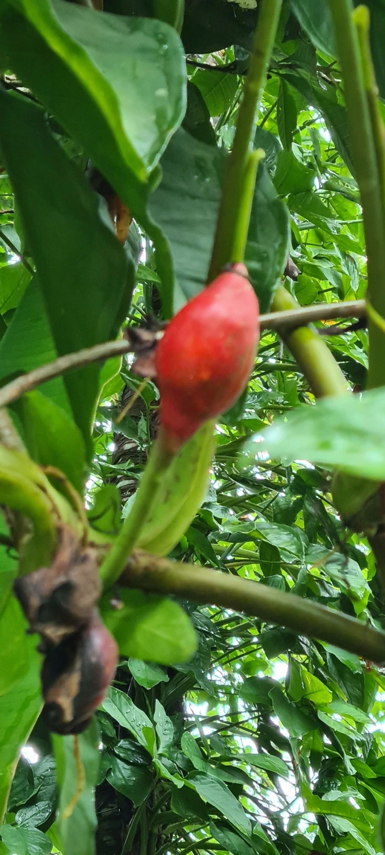 Syngonium macrophyllum, plantas, fotografado em Maresias, São Sebastião