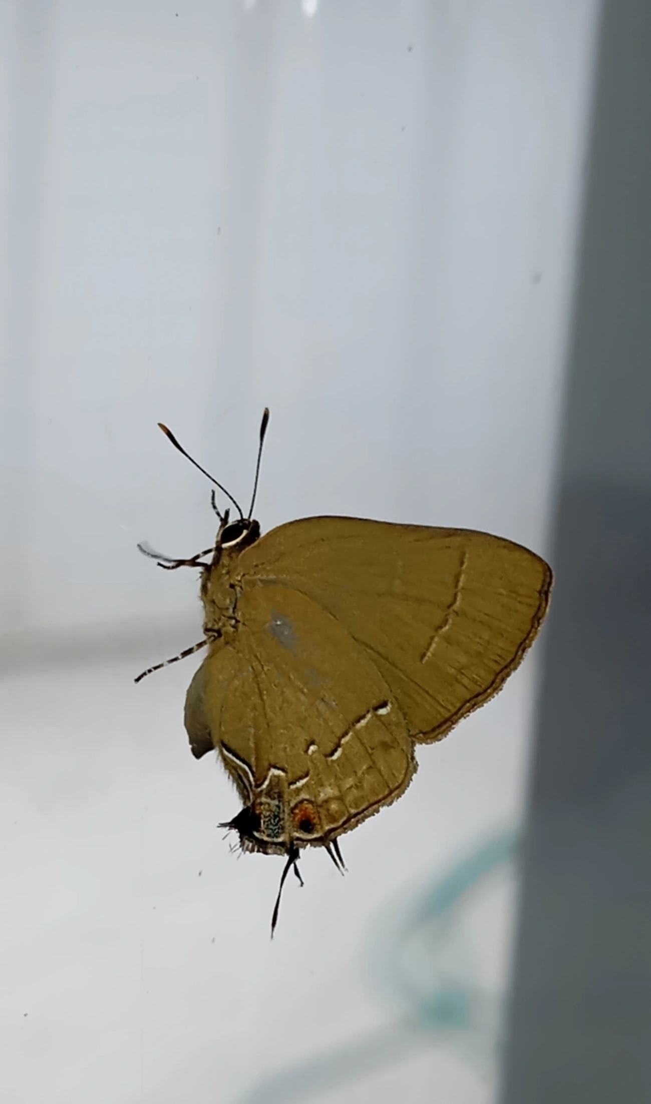 Groundstreak comum (Ziegleria hesperitis), insetos, fotografado em Maresias, São Sebastião