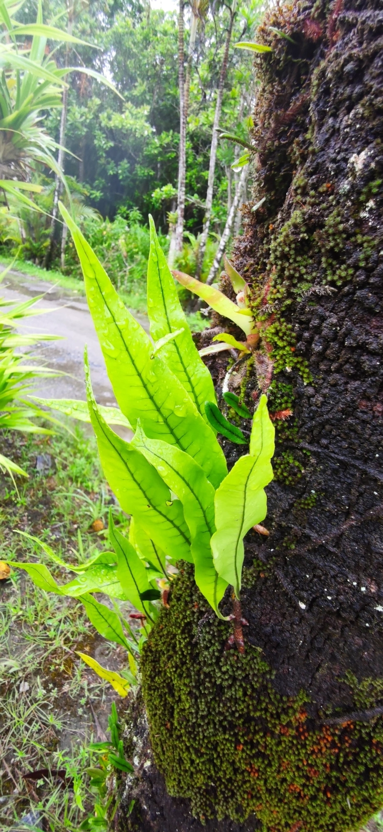 Microgramma, plantas, fotografado em Maresias, São Sebastião