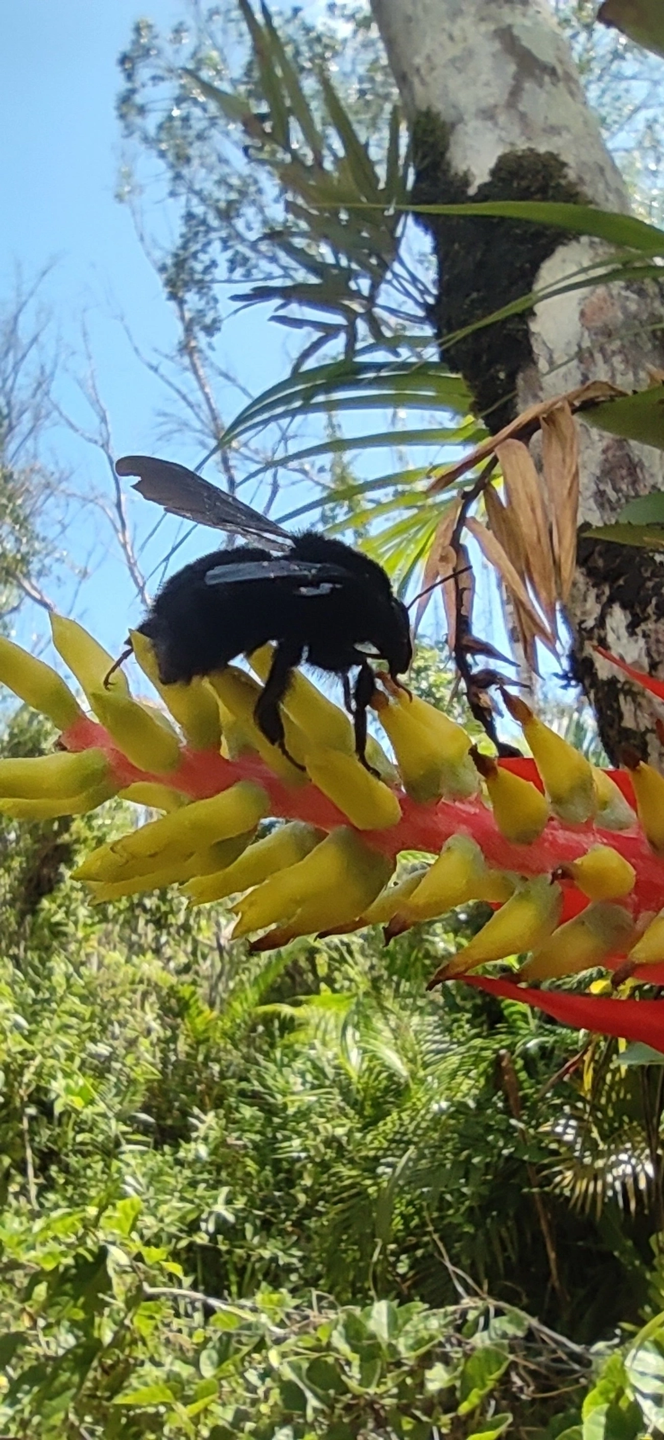Thoracobombus, insetos, fotografado em Maresias, São Sebastião