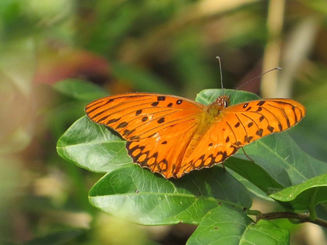 Borboleta-paixão (Dione vanillae), insetos, fotografado em Maresias, São Sebastião