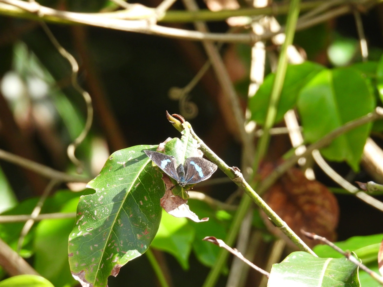 Borboletas-oitenta-e-oito (Diaethria), insetos, fotografado em Maresias, São Sebastião
