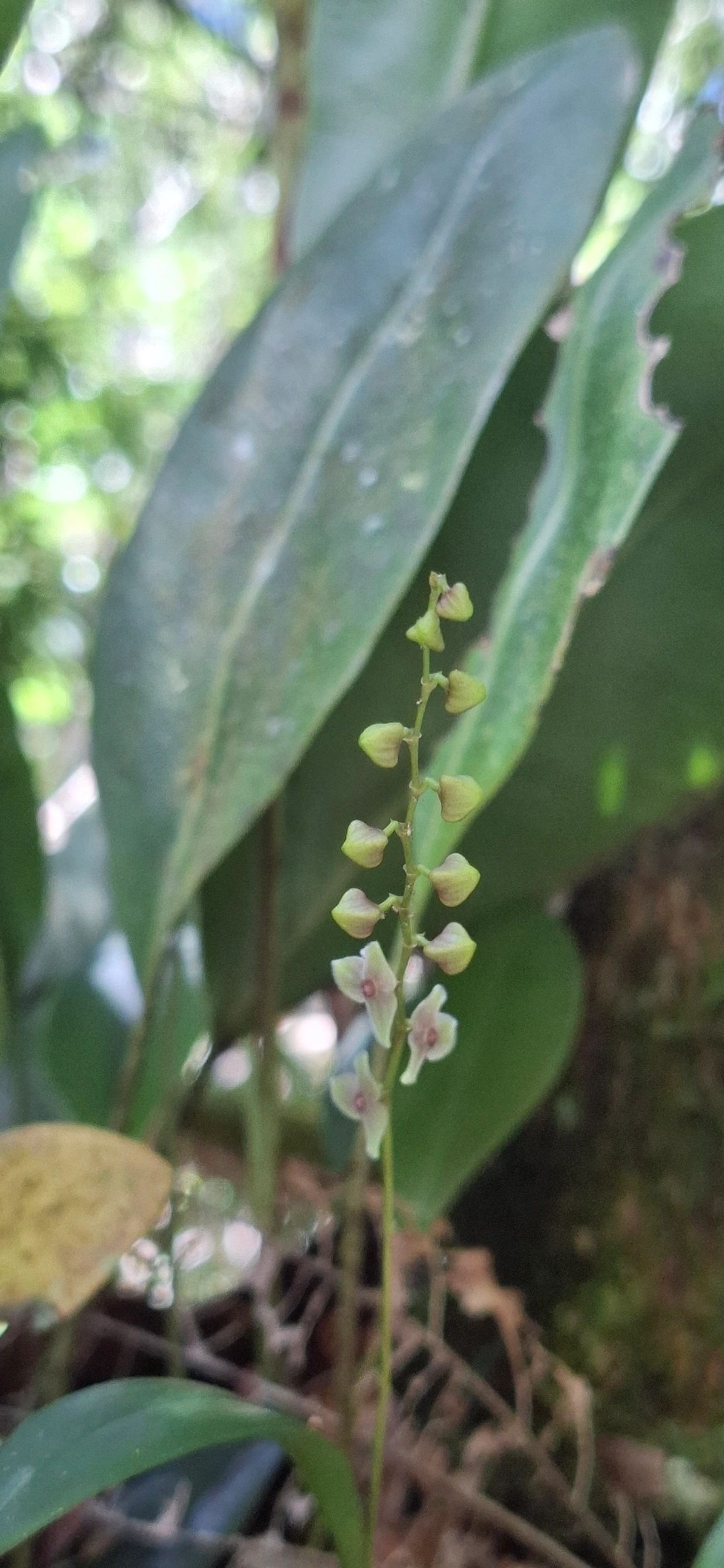 Stelis, plantas, fotografado em Queluz
