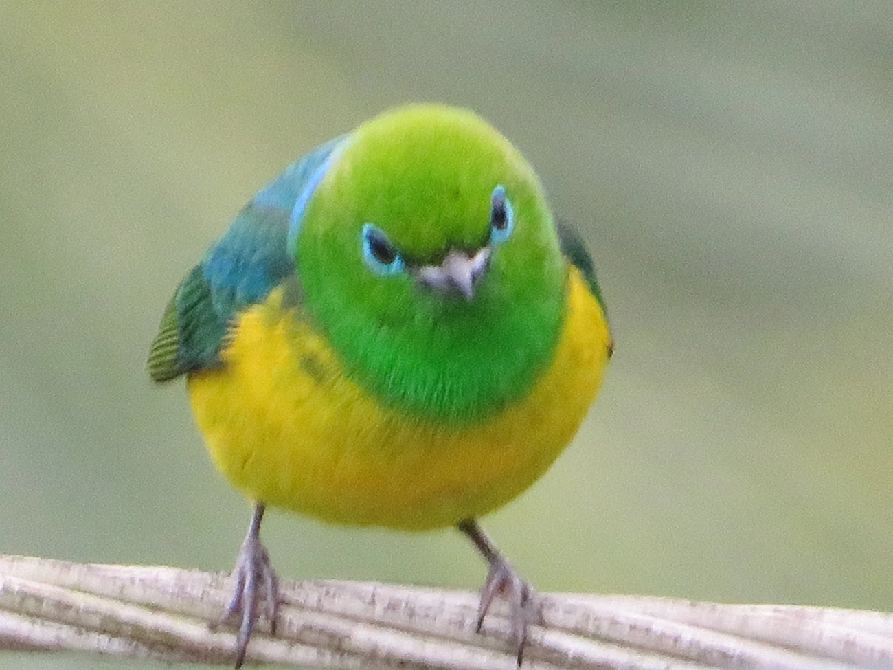 Gaturamo-bandeira (Chlorophonia cyanea), aves, fotografado em Maresias, São Sebastião
